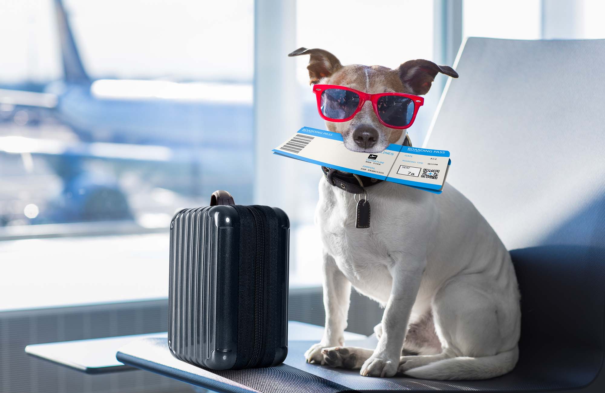 Holiday vacation jack russell dog waiting in airport terminal ready to board the airplane or plane at the gate, luggage or bag to the side
