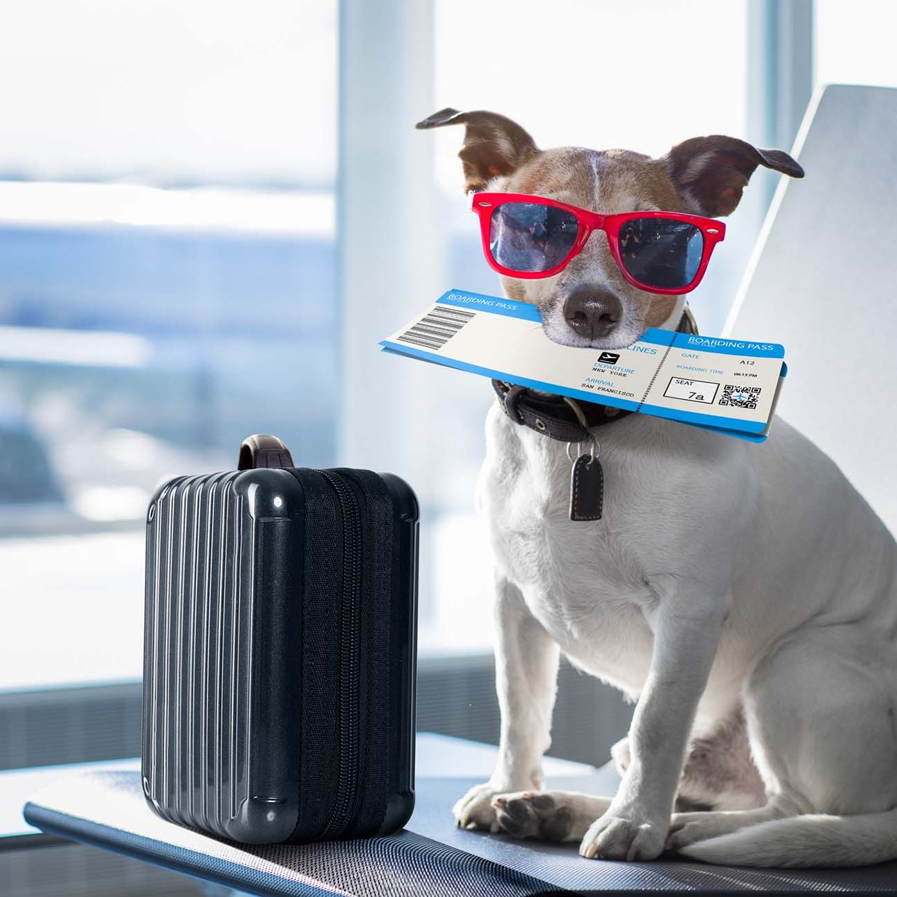 Holiday vacation jack russell dog waiting in airport terminal ready to board the airplane or plane at the gate, luggage or bag to the side